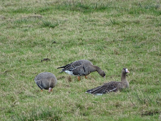 未能继续利 未能继续利