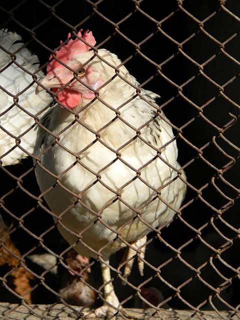 美经济学家告诫欧洲：当美国的朋友致命.